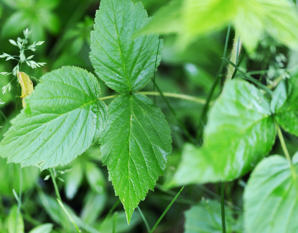 Poison Ivy